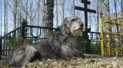 Чи можна взяти собаку на цвинтарі: заборони та правила поведінки